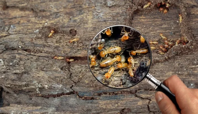 termite treatment singapore