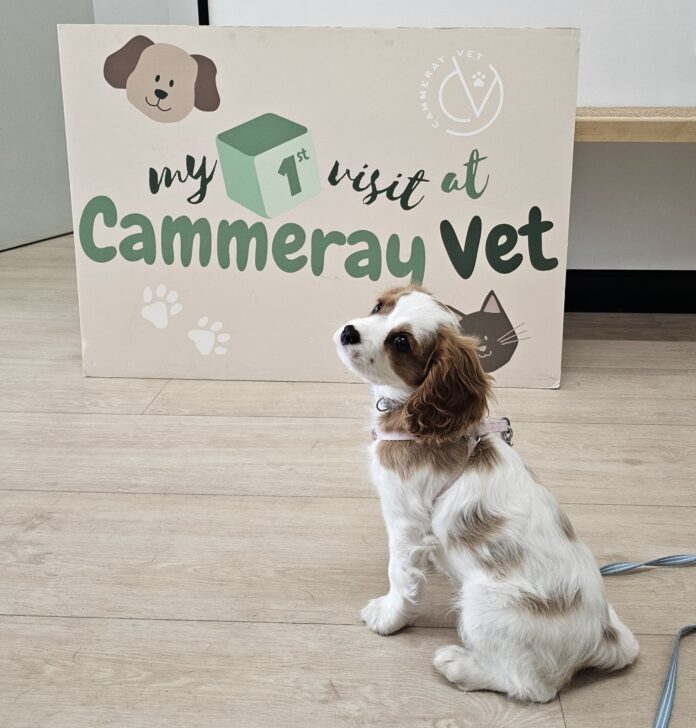 Cammeray Vet