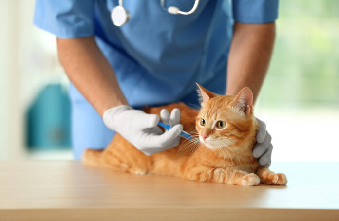 vaccination for cats