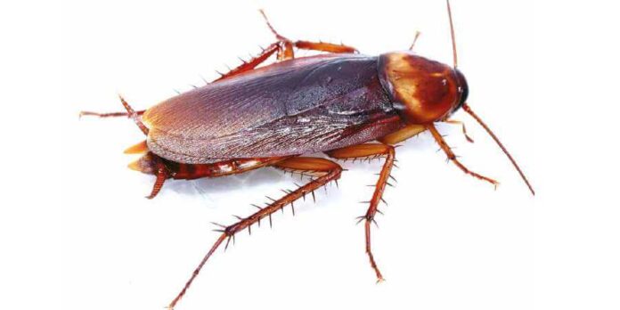 Pest Control Cockroach