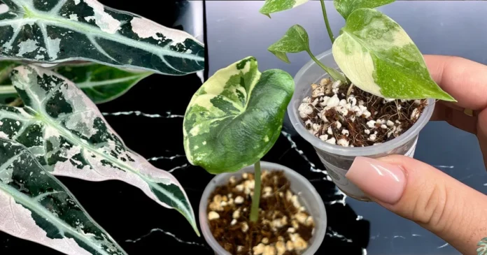 Tissue Culture Plants